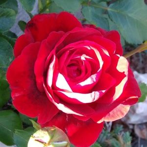 Meet your Posher, Venecia